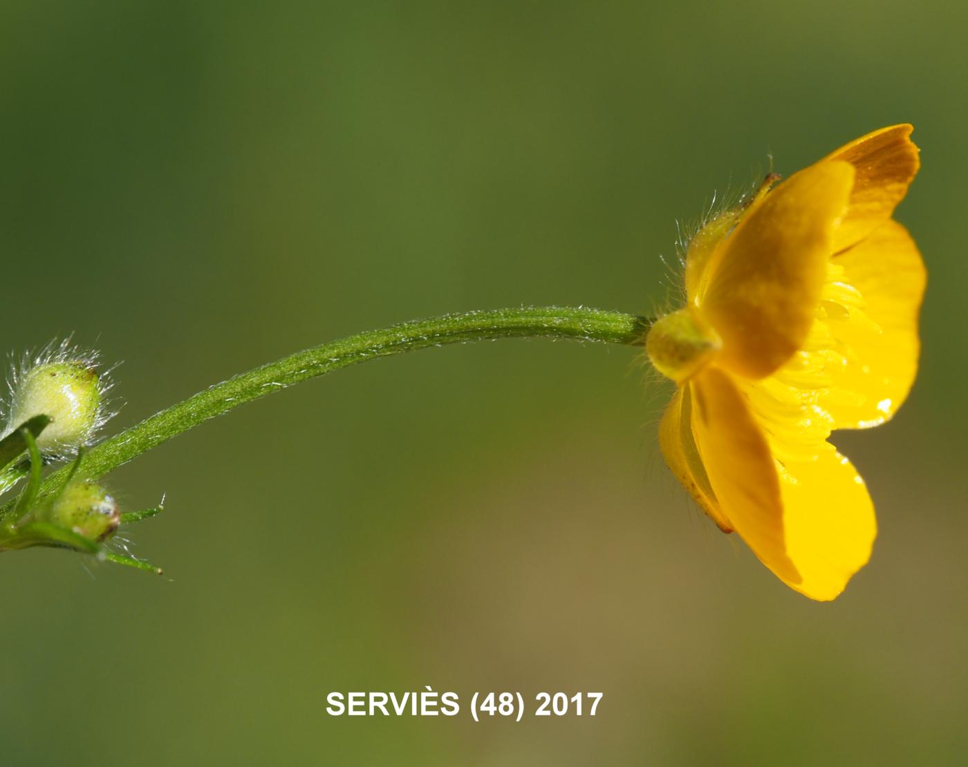 Buttercup, Wood flower